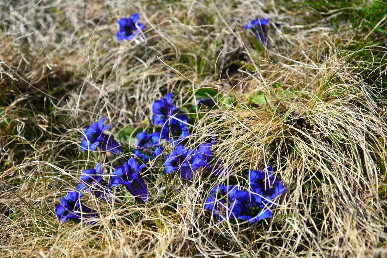 Il Cortese Chiareggio Exteriör bild